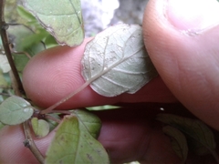 Fuchsia perscandens