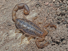 Uroplectes marlothi