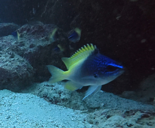 Limbaugh's chromis (Chromis limbaughi) — Pomacentridae — 4