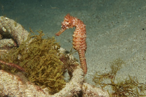West African seahorse (Hippocampus algiricus) — Syngnathidae — 4