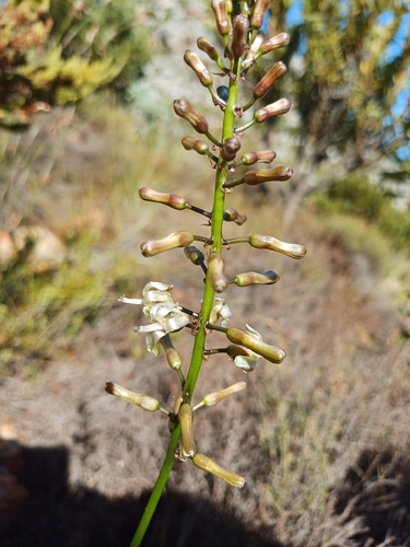 Drimia elata