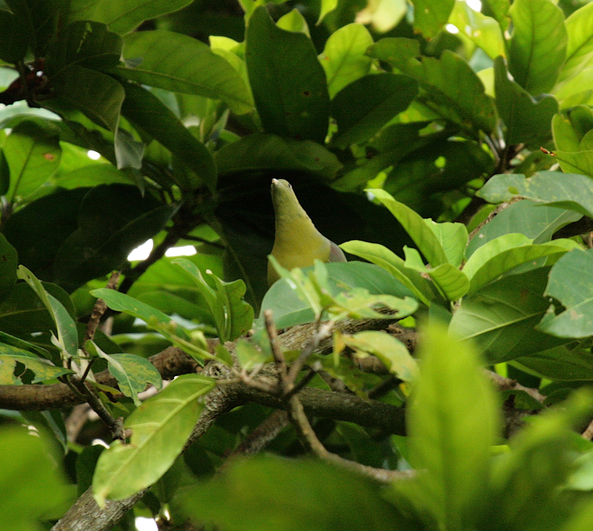 Comoro Green Pigeon (Treron griveaudi), photo 2