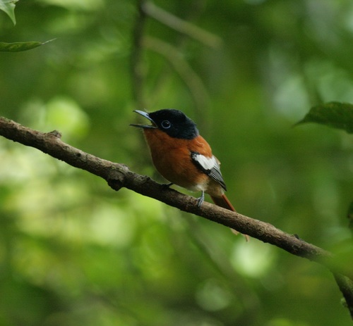 Madagascar Paradise Flycatcher Terpsiphone Mutata Inaturalist