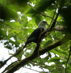 Alectroenas sganzini