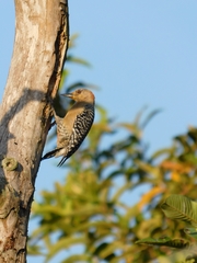 Melanerpes rubricapillus