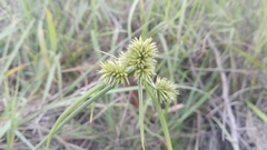 Cyperus uitenhagensis