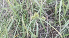 Cyperus uitenhagensis