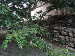 Lonchocarpus yucatanensis