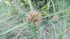 Cyperus brevis
