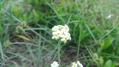 Manulea bellidifolia