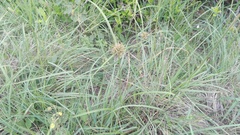 Cyperus brevis