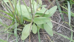 Manulea bellidifolia