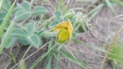 Crotalaria obscura