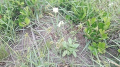 Manulea bellidifolia