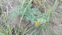 Crotalaria obscura
