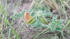 Crotalaria obscura