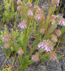 Erica barbigeroides