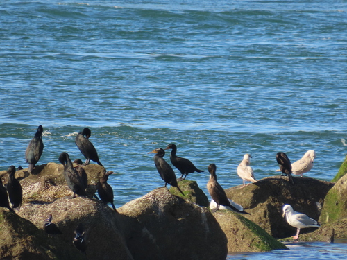 Double-crested Cormorant
