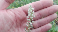 Eriospermum brevipes