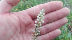 Eriospermum brevipes