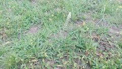 Eriospermum brevipes