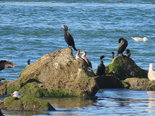 Double-crested Cormorant