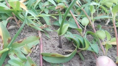 Eriospermum brevipes