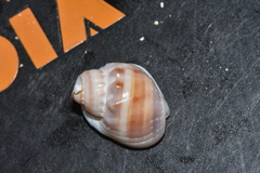 Nassarius arcularia