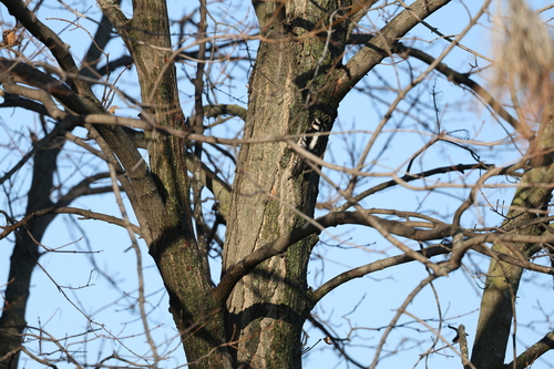 Downy Woodpecker