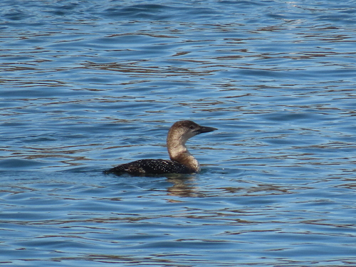 Common Loon