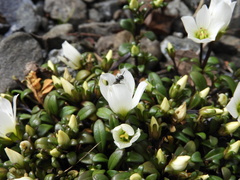 Gentianella saxosa