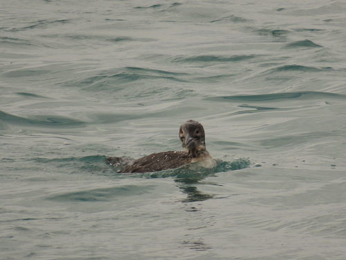 Common Loon
