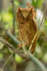 Otus thilohoffmanni