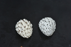 Nerita textilis