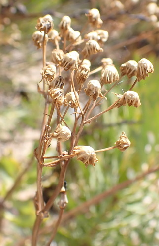 Poorflower Babooncabbage (Othonna parviflora)