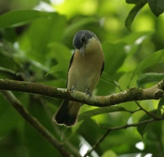 Cyanolanius comorensis comorensis