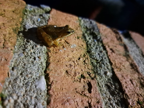 Iberian Frog, Cáceres, ES-EX, ES, photo 9 of 10
