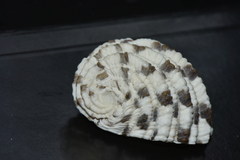 Nerita textilis