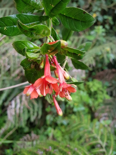 Fuchsia loxensis