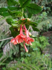 Fuchsia loxensis