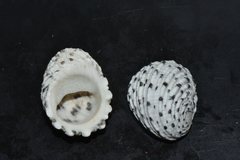 Nerita textilis