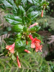 Fuchsia loxensis, photograph (c) Efrain Freire, some rights reserved (CC BY)