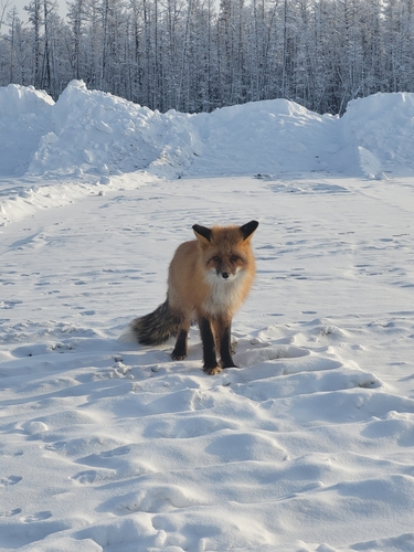 Red Fox