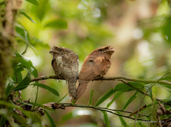 Batrachostomus moniliger