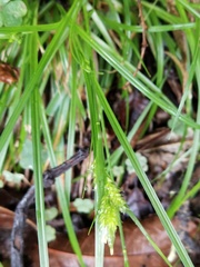 Carex sociata