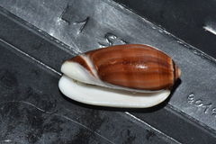 Oliva tigrina