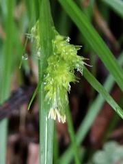 Carex sociata