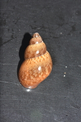 Phasianella solida
