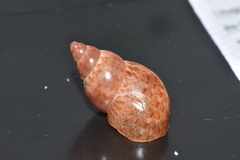 Phasianella solida