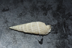 Rhinoclavis aspera